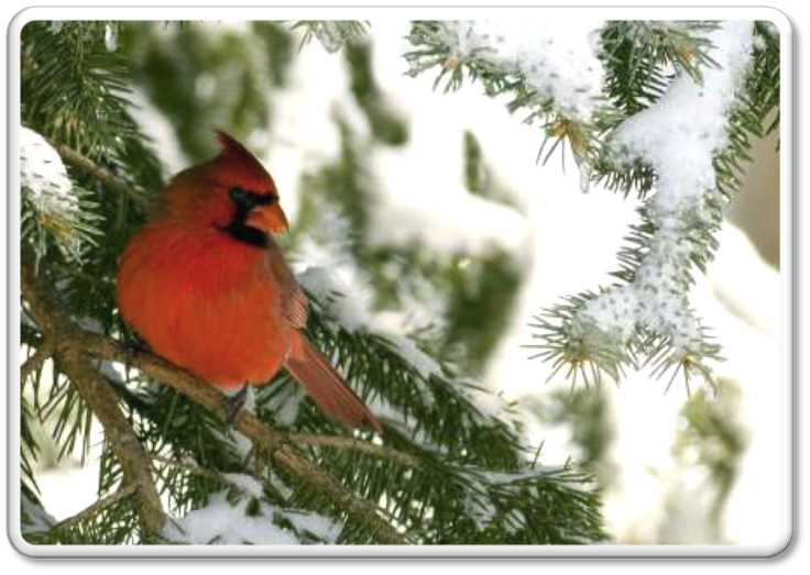 Cardinal en hiver